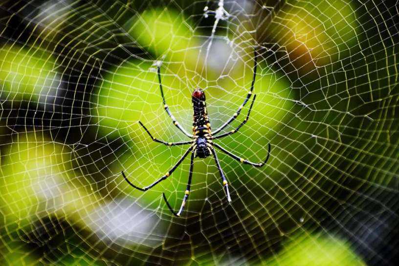 spider-and-spiders-web-431257-pixahive.jpg spider-and-spiders-web-431257-pixahive.jpg
