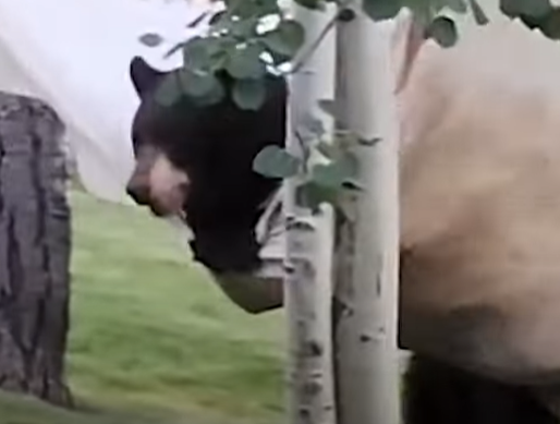 bear.png