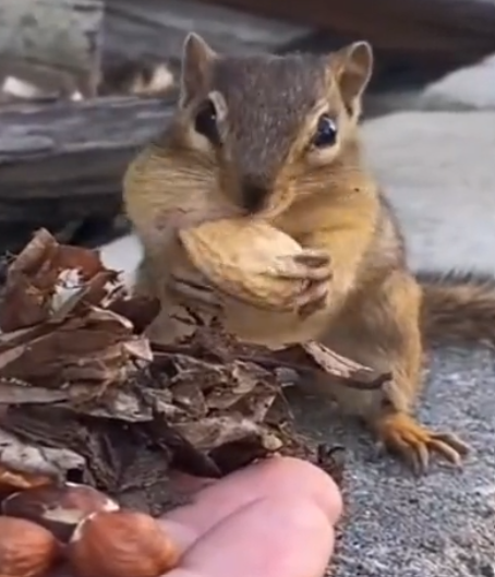 squirrel2.png