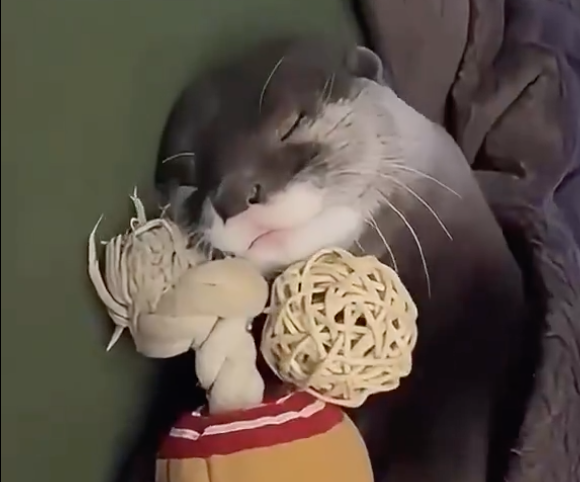 Otter_rescue.png