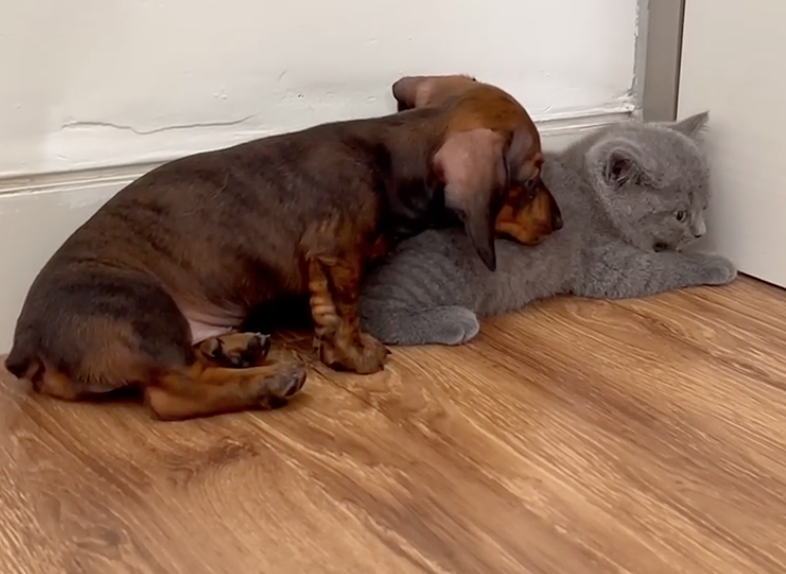 Puppy_loves_cat.png