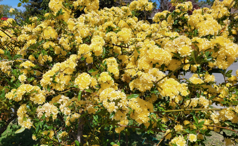 Spring_roses.png Spring_roses.png