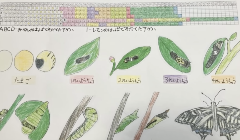 butterfly_research.png butterfly_research.png