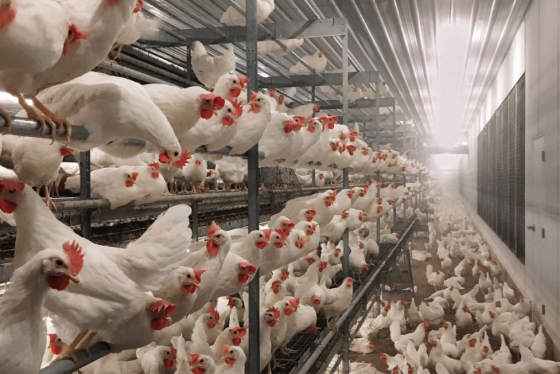 chicken_farm.png