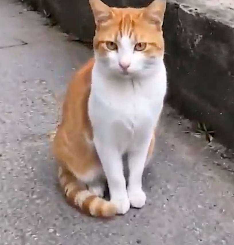 fearless_cat.jpg