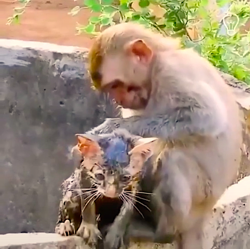 monkey_and_cat.png
