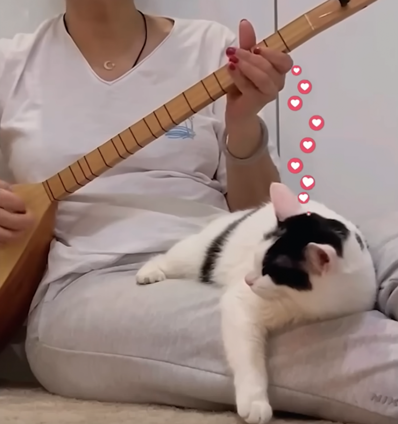 picky_cat.png