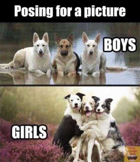 Boys_girls_dog_meme.jpg