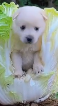 Bunnies_and_puppy.png