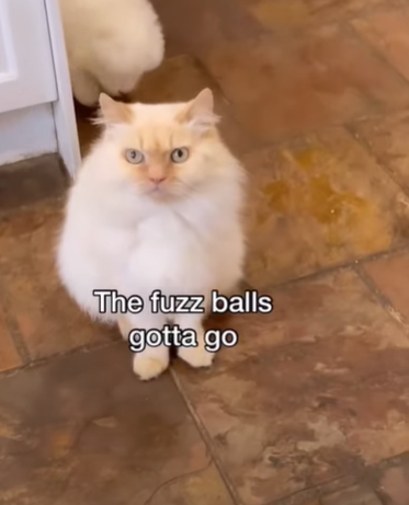 Cat_.png