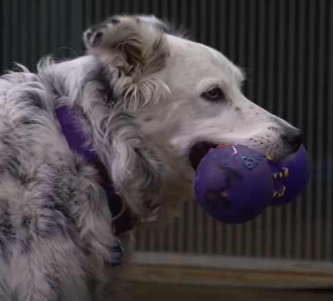 Chaser_the_smart_dog.png