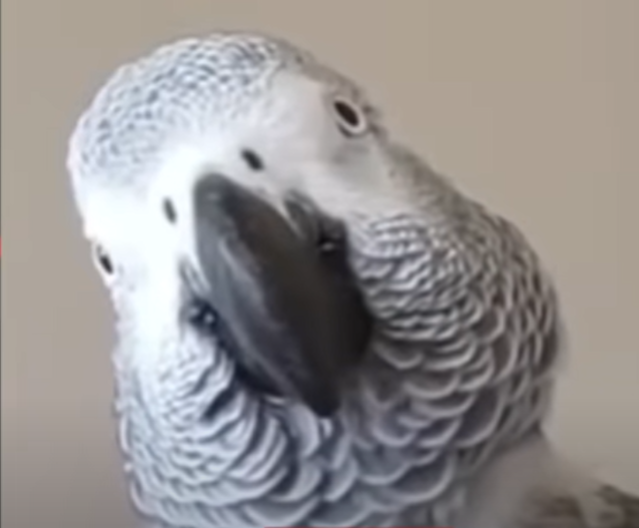 Cosmo.png