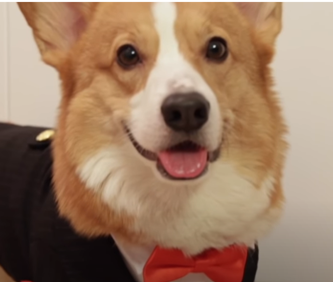 Dog_Valentine.png