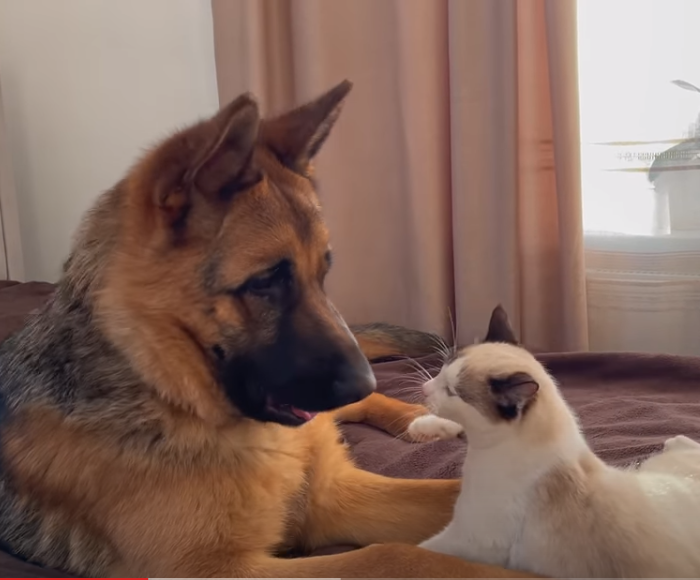 Dog_and_cat.png