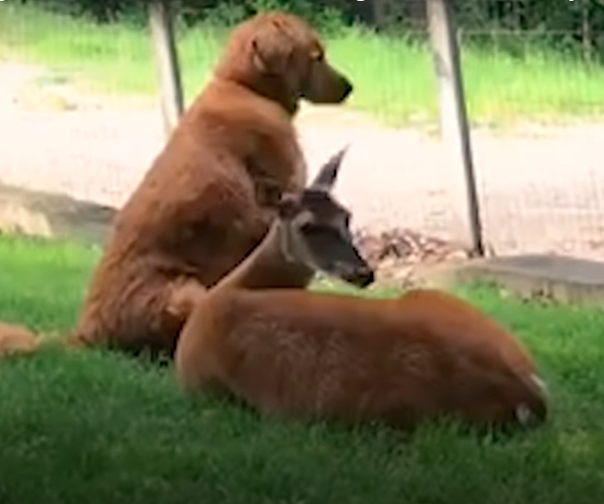 Dog_and_deer.png