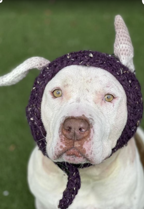 Dog_ears_cap.png