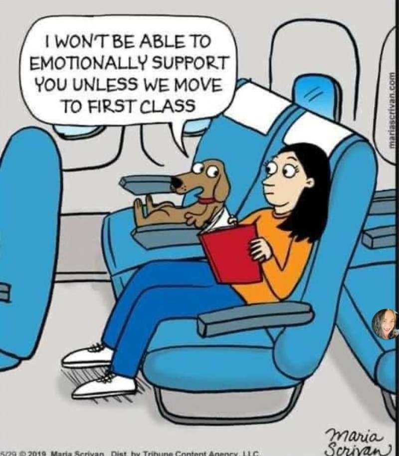 Dog_first_class.jpg