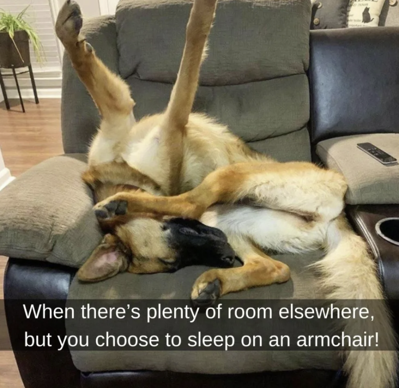 Dog_in_armchair.png