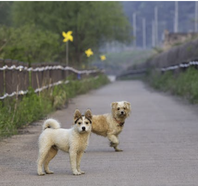 Dog_in_park.png