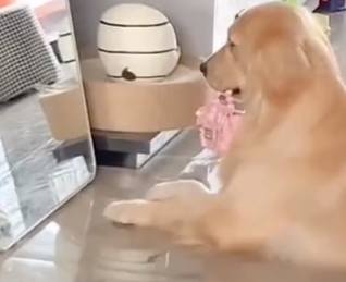 Dog_mirror.png