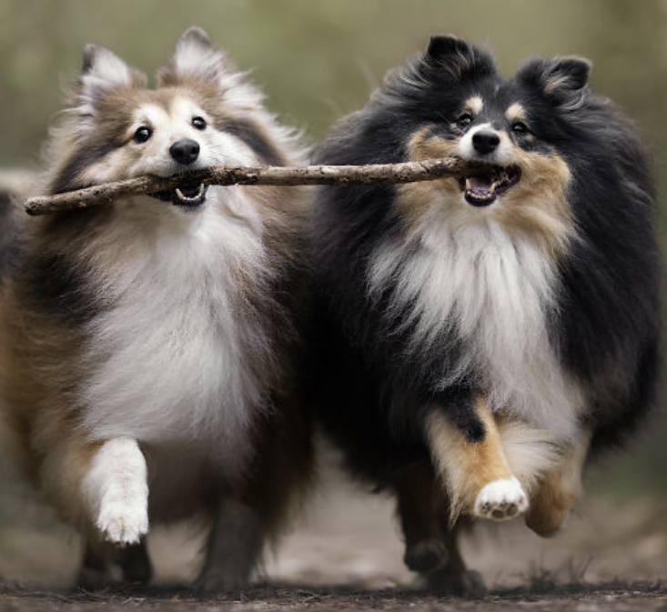 Dog_pics.png
