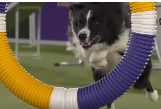 Dog_thru_ring.png