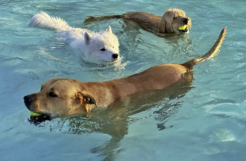 Doggie_Dip_Days.png