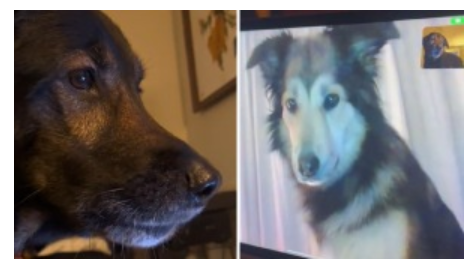Doggie_facetime.png