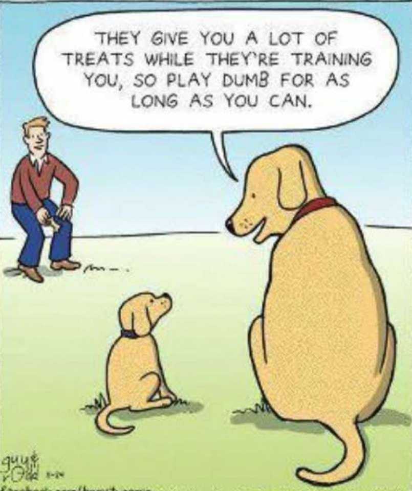 Doggieland.jpg