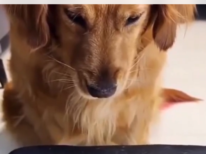 Generous_dog.png