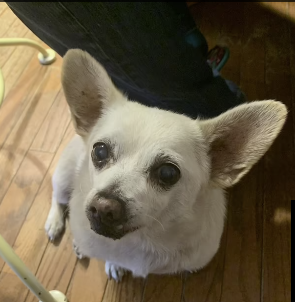 Oldest_dog.png