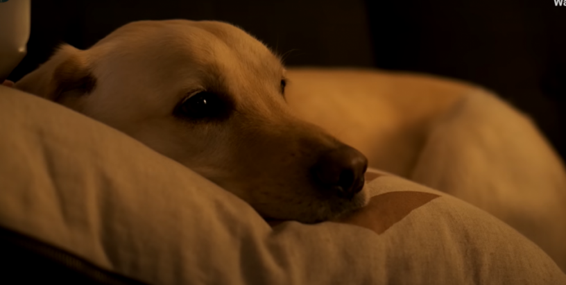 Ollie.png