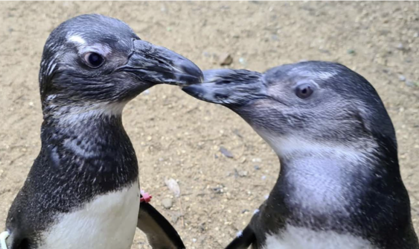 Penguins.png