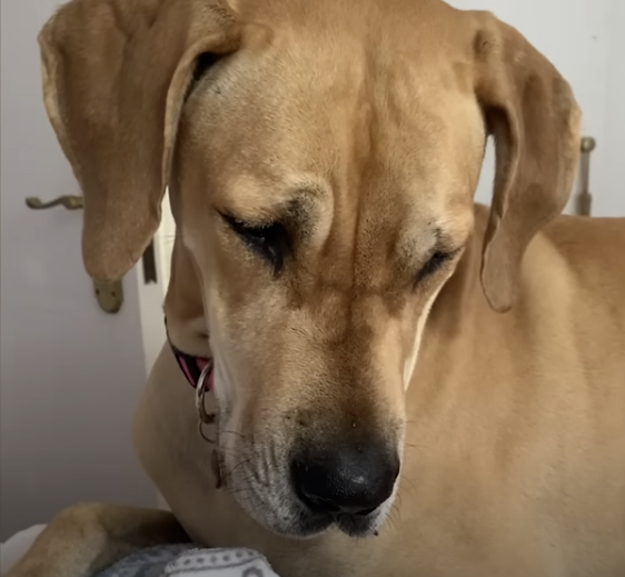 Sad_dog.png