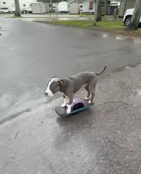Skateboard_dog.png