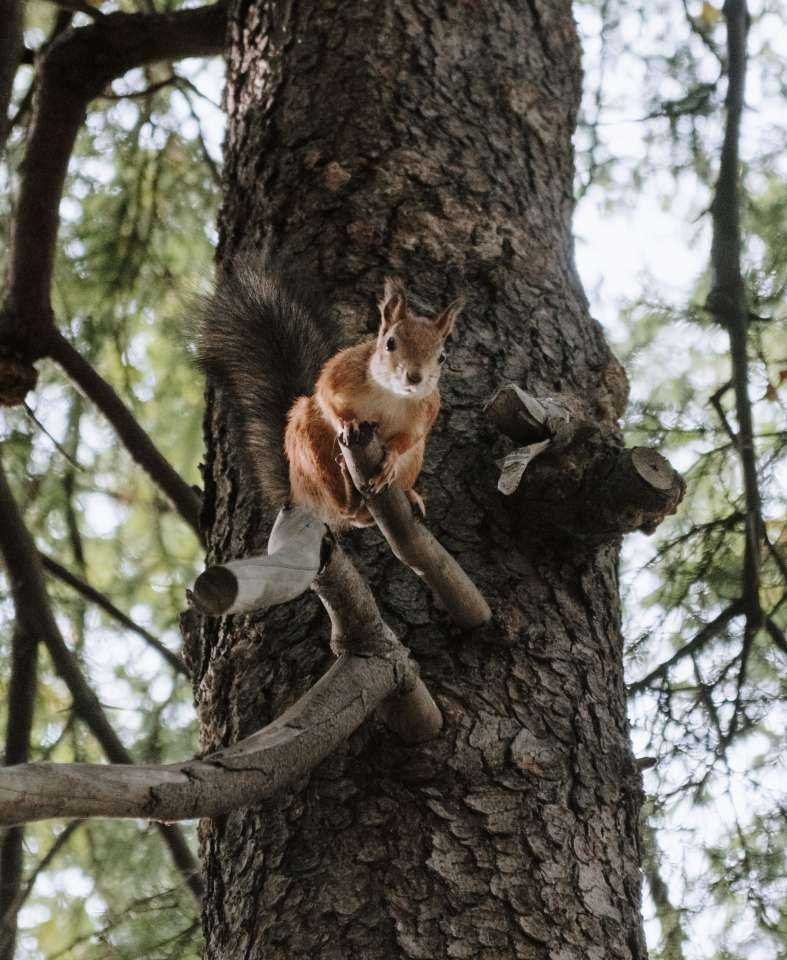 Squirrel.jpg