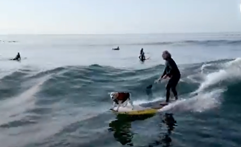 Surfing_dog.png