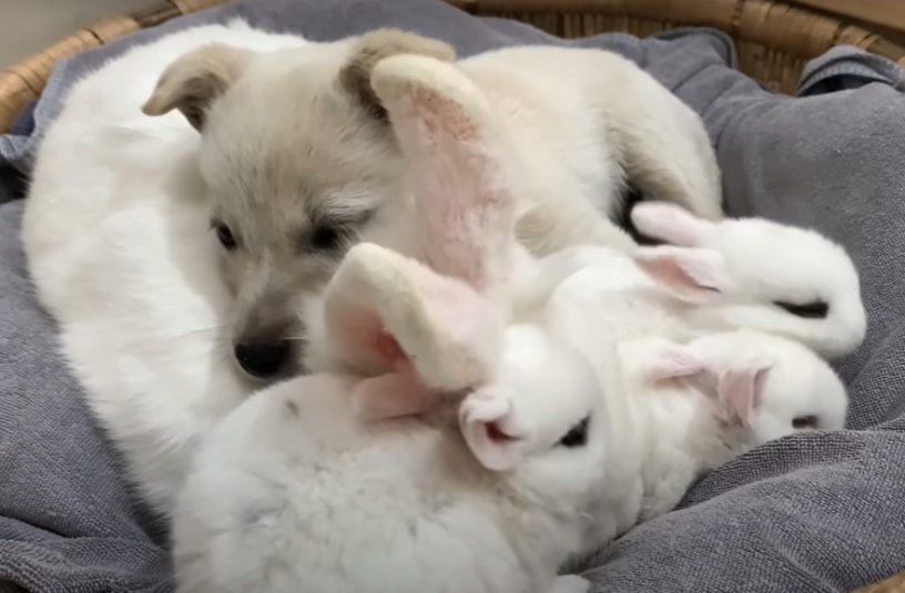 bunnies.png