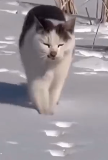 cat_trailblazer.png