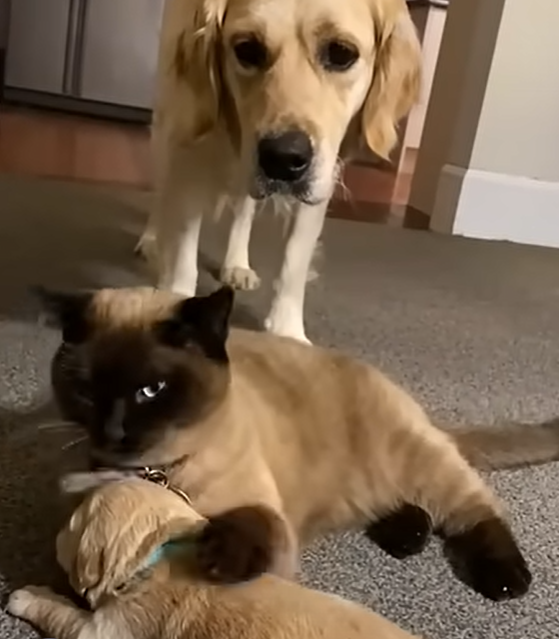 cat_with_puppy.png