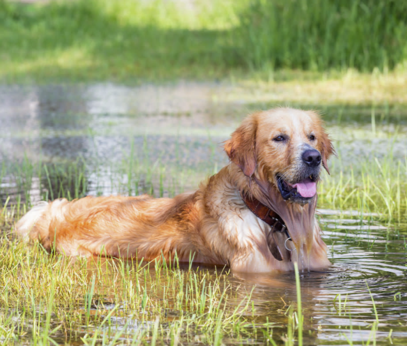 dog_and_otter.png