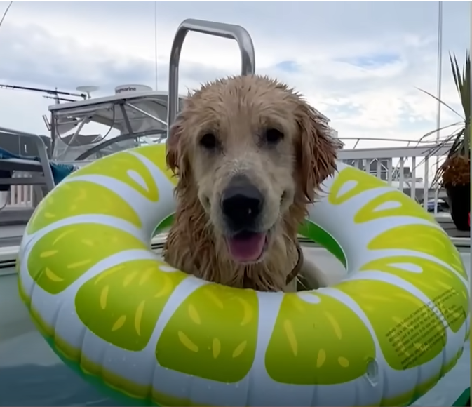 dog_pool.png