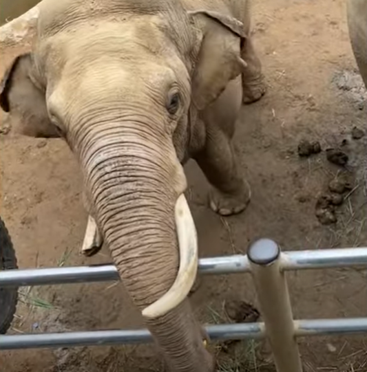 elephant.png