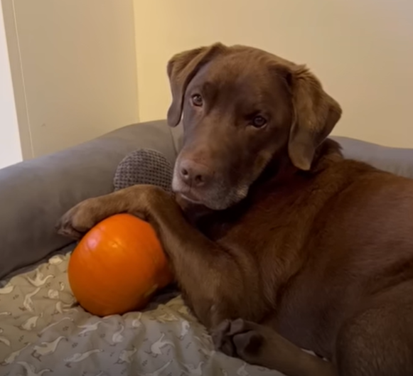pumpkin_pup.png