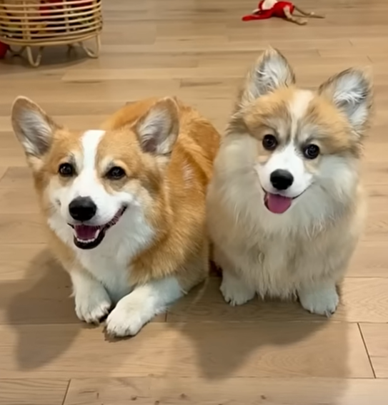 pups.png