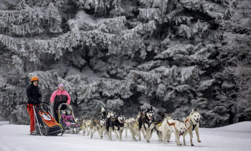 sled_dogs.png