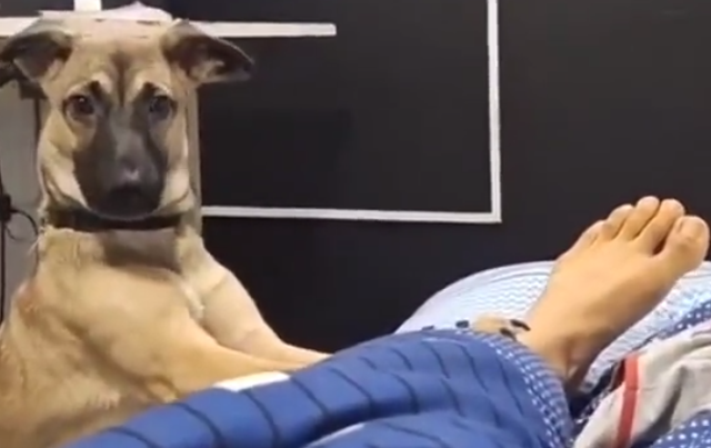 wake_up_dog.png