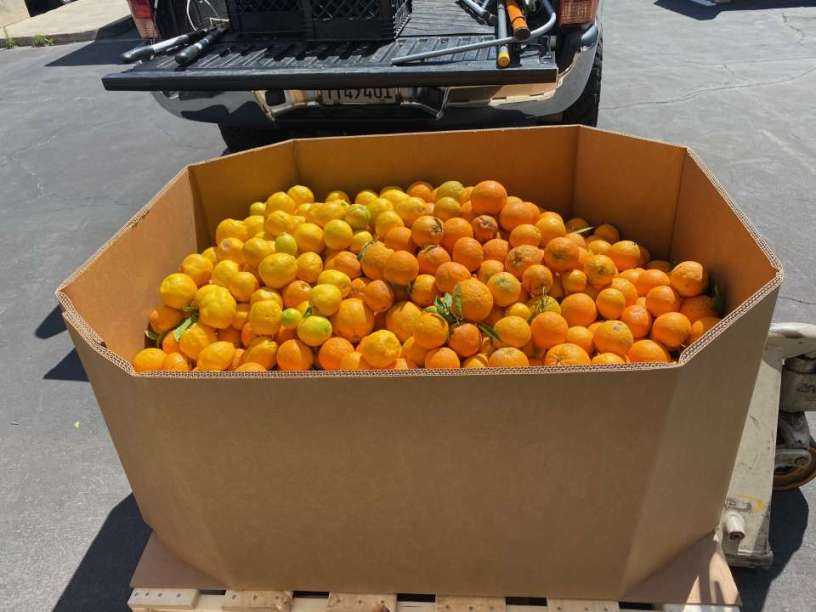 Box_of_oranges.jpeg Box_of_oranges.jpeg