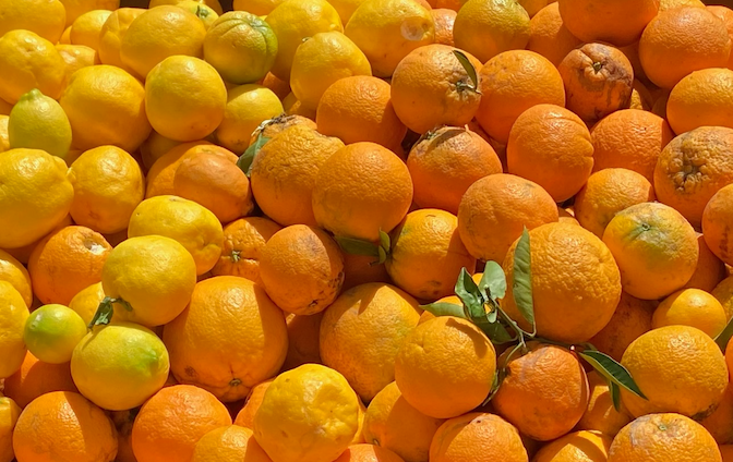 fruit_harvest.png