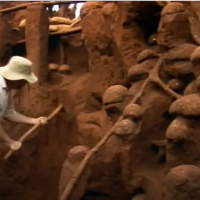 Ants - Pests or Geniuses?